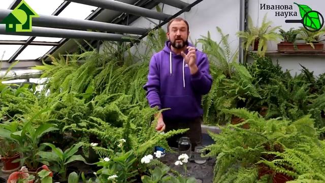 1 КАПЛЯ - и корни растут как сумасшедшие! УЖАС УЖАСНЫЙ... ДЛЯ ДРУЖНЫХ ВСХОДОВ и КОРНЕЙ! смотреть онлайн