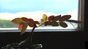 Phyllanthus mirabilis in HDR Dolby Vision