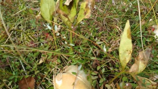 Клюква на болоте смотреть онлайн