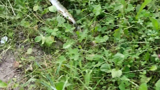 ДИКАЯ ЩУКА НЕ ДАВАЛА ПОКОЯ. РЫБАЛКА НА СПИННИНГ ЛЕТОМ. ЛЕТНИЙ СЕЗОН #щука #спиннинг #рыбалка смотреть онлайн