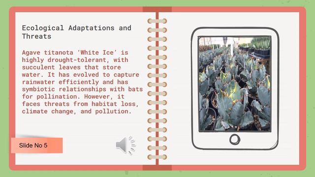 Agave titanota ‘White Ice’ смотреть онлайн