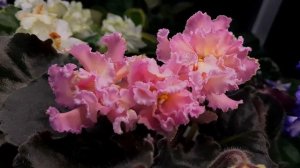 Фиалка РМ- Саломея (сел. Н. Скорнякова)