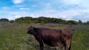 .Практика запуска коровы перед отелом