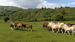 шетлендские пони табун