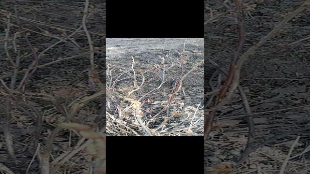 Почки набухают. Весна наступает!