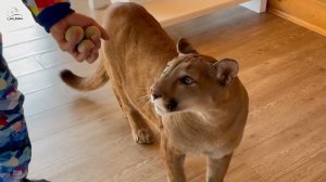 Саша пришёл с сюрпризом! Puma Messi прячется от утиного яйца!