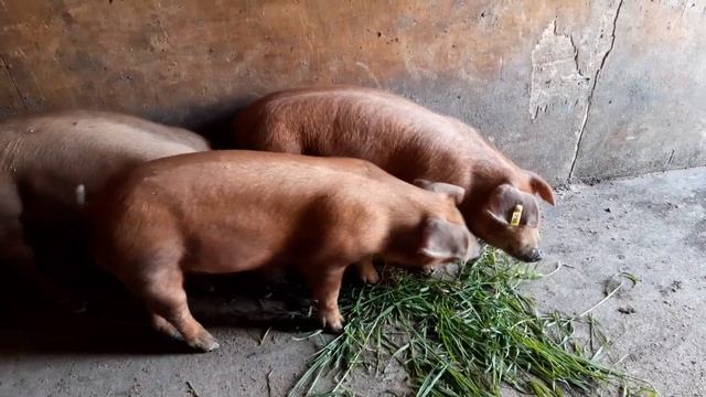 Кантерята 6 дней?#Дюрки в два месяца смотреть онлайн