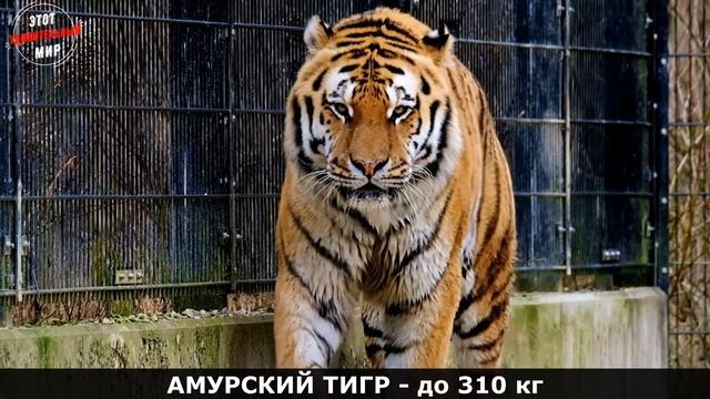 Самые большие Дикие Кошки в мире. Попробуйте угадать всех!