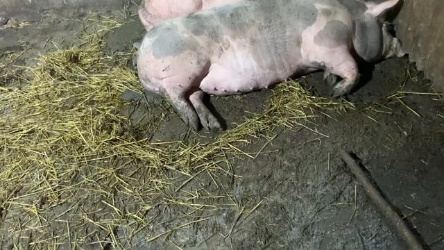 Поросята растут на глазах 4 месяца уже 120 кг смотреть онлайн