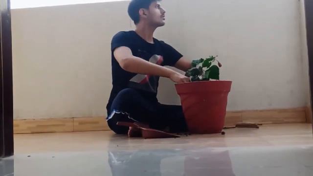 Planting a Hibiscus rosa sinensis смотреть онлайн