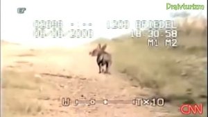 Чупакабру засняли на видео!
