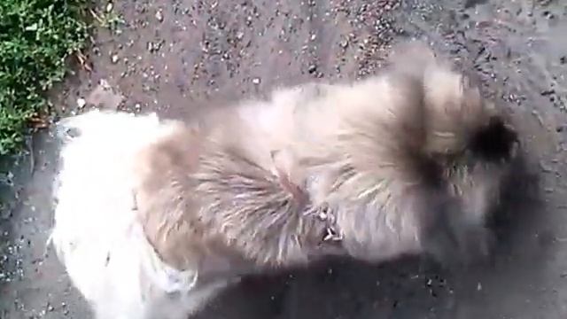 КАК  ВЫГУЛИВАТЬ ПЕКИНЕСА