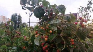 ? ОСЕННЕЕ ПЛОДОНОШЕНИЕ МАЛИНЫ ЗЮГАНА