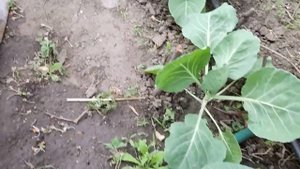 Брызгаем  капусту от блошки и тли - Огород в Запорожье