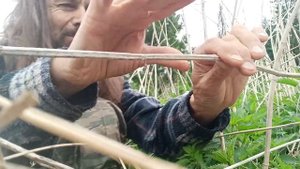 Получение волокон крапивы из прошлогодних стеблей