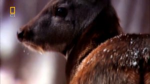 Жаныбарлар дуйносу 1 болум Орусиянын жапайы табияты