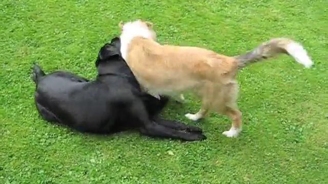 collie puppy + labrador + husky labrador + labrador + cocker spaniel смотреть онлайн