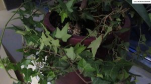 ПЛЮЩ на подоконнике и в открытом грунте. Уход и размножение.