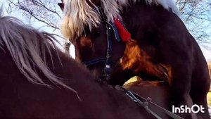 ЖЕРЕБЕЦ БАСТИОН ЛЮБИТ КОБЫЛУ/ СВАДЬБА/Stallion Bastion loves mare/wedding