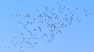 Журавлиная стая в синем небе