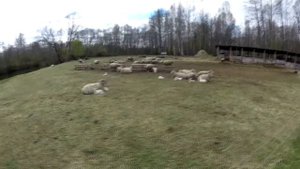 Обычная сельская жизнь-Как отрезать рог барану.Как принять роды у овцы.Бык покрывает корову.