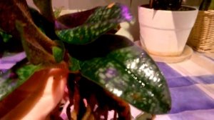 ПАФИОПЕДИЛУМ  Деленати  Альба _ Особенности роста _