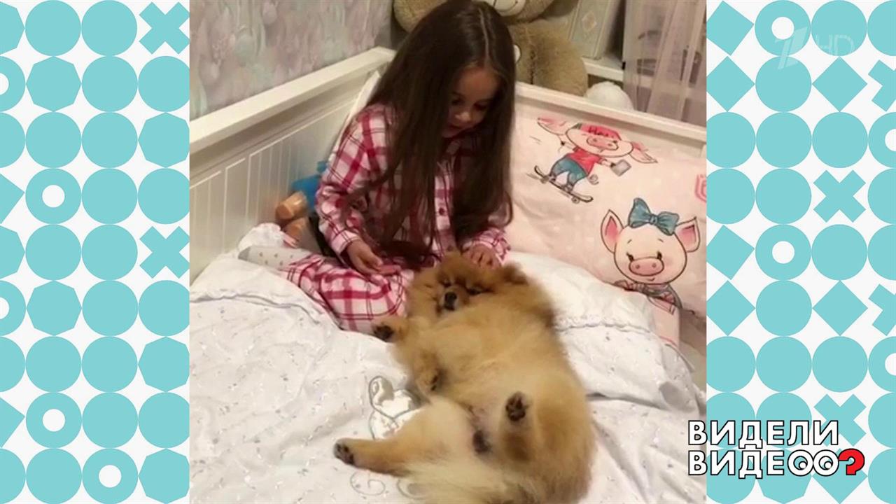 Колыбельная для шпица. Видели видео? Фрагмент выпуска от 06.10.2019
