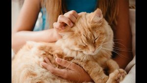 Как понять, что кошка вас любит