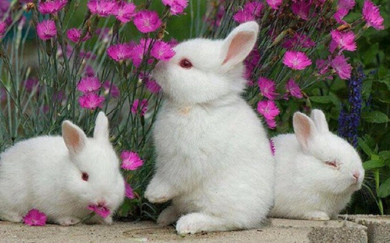 картинки цветных кроликов