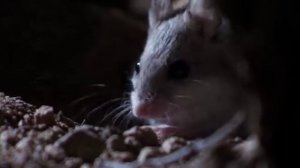 Скорпионовый хомячок - Grasshopper mouse