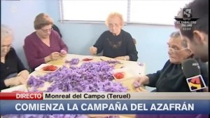 Recolección | Desbrizne de azafran español | Azafranes Jiloca | Aragón TV.