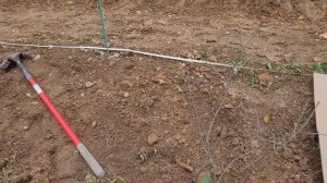 Planting Aronia Berries in the Hillside Stepped Orchard, Aronia Melanocarpa