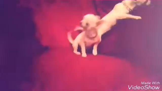 Продажа девочек читать все в описании смотреть онлайн