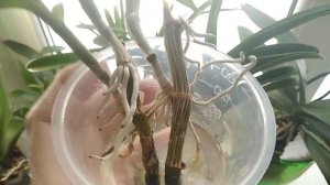 Как легко размножить Дендробиум Нобиле