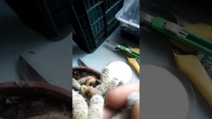 Сухая гниль на кактусе.Как бороться с ней????