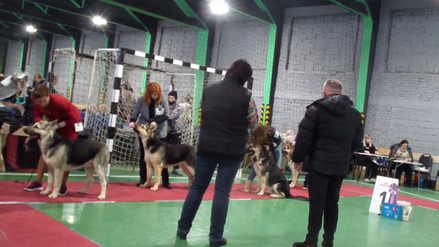 Тула 2022 кобели Щенки Стивит Армаст Лайгун bestdog.mybb.ru смотреть онлайн