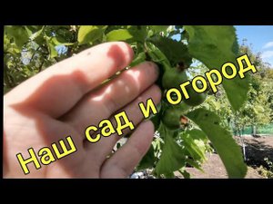 Краснодарский край Новоминская. Наш сад и огород. Переезд на юг. Саликов Виктор.