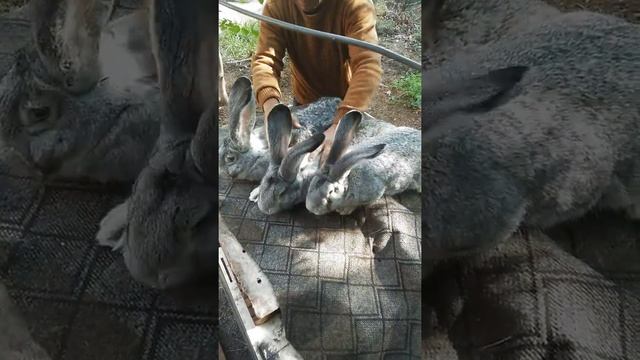 фландр ризен кролик смотреть онлайн