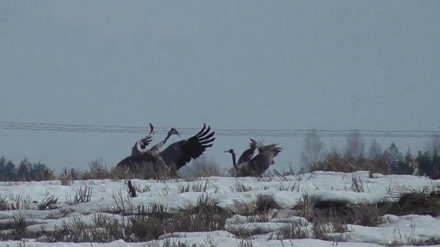 Огромные птицы на участке, что это за птицы? смотреть онлайн
