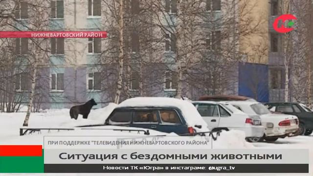 Жители Нижневартовского района обсуждают ситуацию с бездомными животными смотреть онлайн