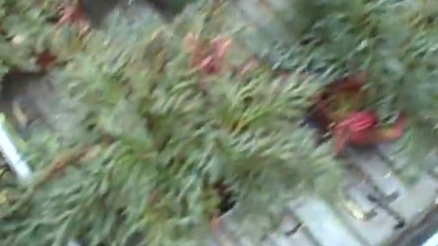 Oak Hill Field Trip.AVI смотреть онлайн