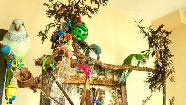 ГОША! УЧИМ ПОПУГАЯ ГОВОРИТЬ СВОЁ ИМЯ. УРОК ДЛЯ ПОПУГАЯ. смотреть онлайн