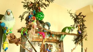 ГОША!  УЧИМ ПОПУГАЯ ГОВОРИТЬ СВОЁ ИМЯ.  УРОК ДЛЯ ПОПУГАЯ.