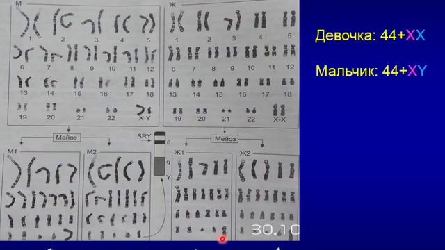 Общая хар-ка половой системы, раннее эмбр развитие смотреть онлайн