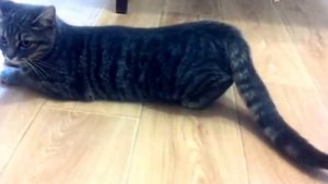 Как определить что кошка хочет кота