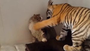 Кошка усыновила себе тигрёнка, но когда он вырос, произошло ЭТО!