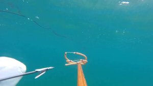 ПОДВОДНАЯ ОХОТА В НОРВЕГИИ!!!! ПАЛТУС!!! SPEARFISHING NORWAYhttp://wild-fishing-norway.ru/