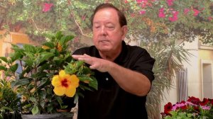 Ask Mr. Greenthumb Video Podcast 13 "Hibiscus"