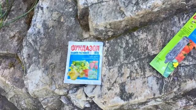 Фундазол. Спасаем рододендрон, часть 1
