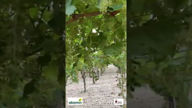 Azienda F.lli Gallo - secondo anno di concimazione senza chimica su piante virosate. смотреть онлайн